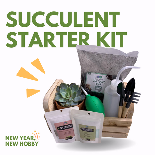 Succulent Starter Kit