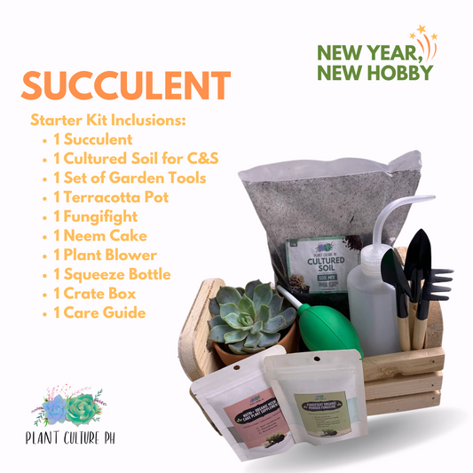 Succulent Starter Kit