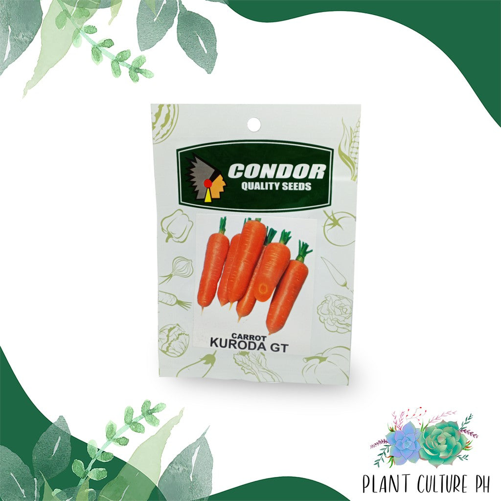 Condor Quality Seeds Carrot Kuroda GT 3 grams