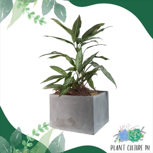 Modern Square Planter for Garden Decors | Cement Pots - 35cm x 20cm