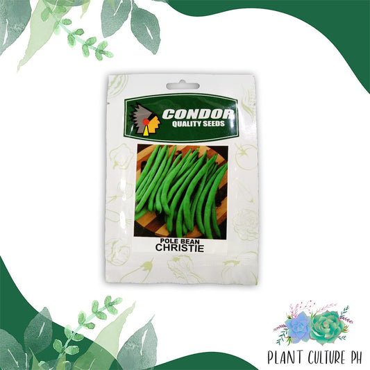 Condor Quality Seeds Pole Beans Christie 10g by Plant Culture PH