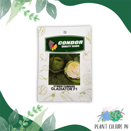 Condor Quality Seeds Hybrid Cabbage Gladiator F1 1 gram