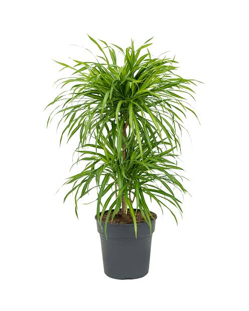 Dracaena Anita