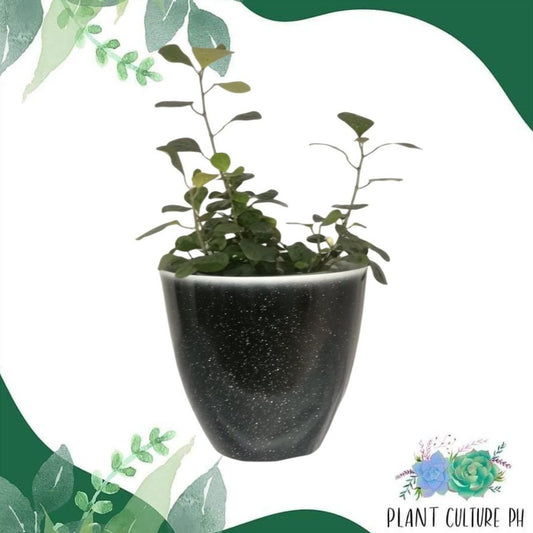 Decorative Planter for House Plants | Plastic Pots - 30cm x 30cm x 18cm