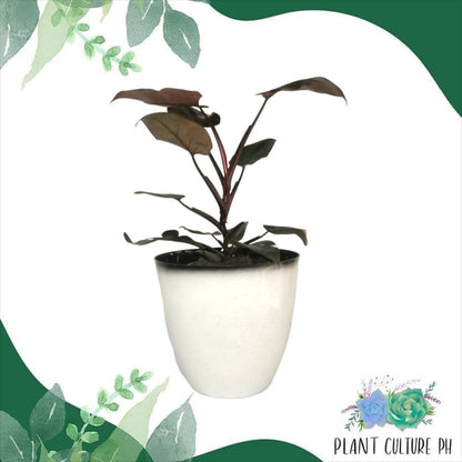 Decorative Planter for House Plants | Plastic Pots - 30cm x 30cm x 18cm