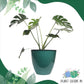 Decorative Planter for House Plants | Plastic Pots - 30cm x 30cm x 18cm