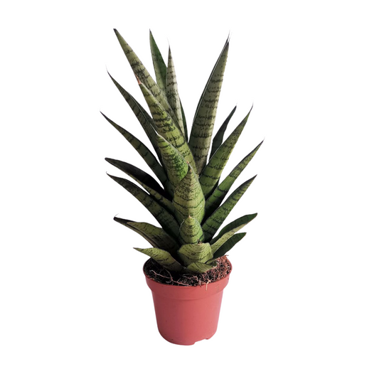Hybrid  Gabriela Sanseveria