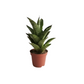 Hybrid  Gabriela Sanseveria