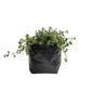 Thyme