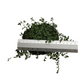 Thyme