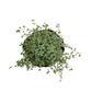Thyme