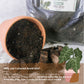 Cultured Aroid Mix by Plant Culture PH