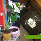 Cultured Aroid Mix by Plant Culture PH