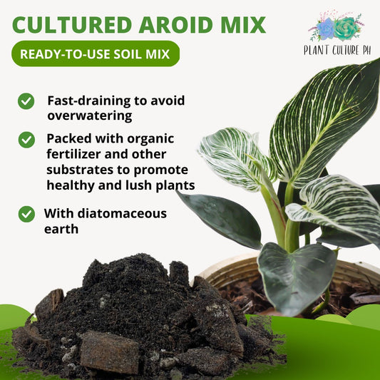 Cultured Aroid Mix by Plant Culture PH