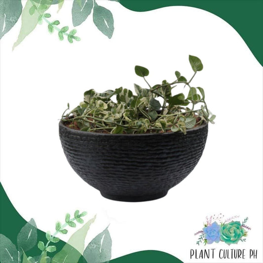 Classic Weave Design Bowl Planter | Plastic Pots