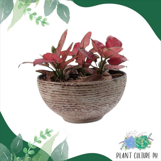 Classic Weave Design Bowl Planter | Plastic Pots