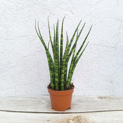 Fern Wood Micado