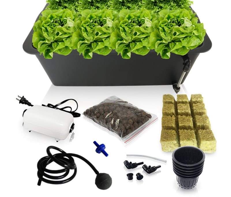 Hydroponic Growing Kit