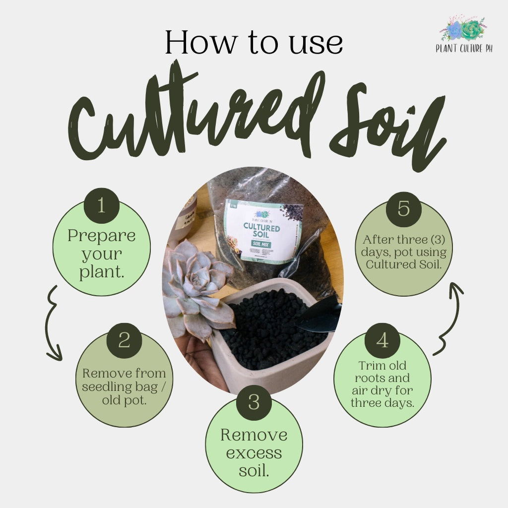 Cultured Soil for Cactus and Succulent by Plant Culture PH
