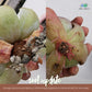 Cultured Soil for Cactus and Succulent by Plant Culture PH